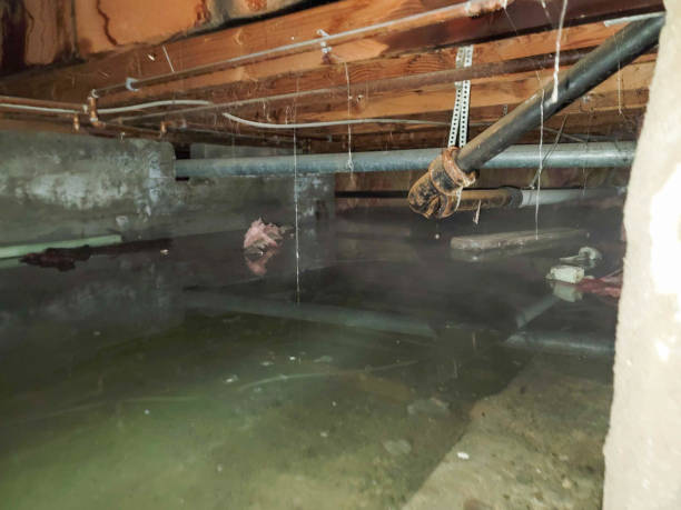 Best Mold removal after water damage  in Cadott, WI