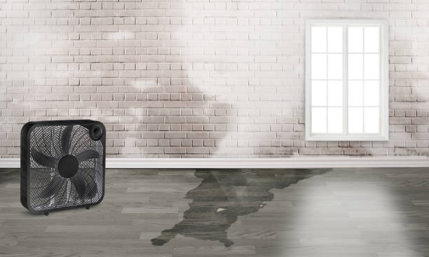 Best Sewage cleanup and water damage restoration  in Cadott, WI