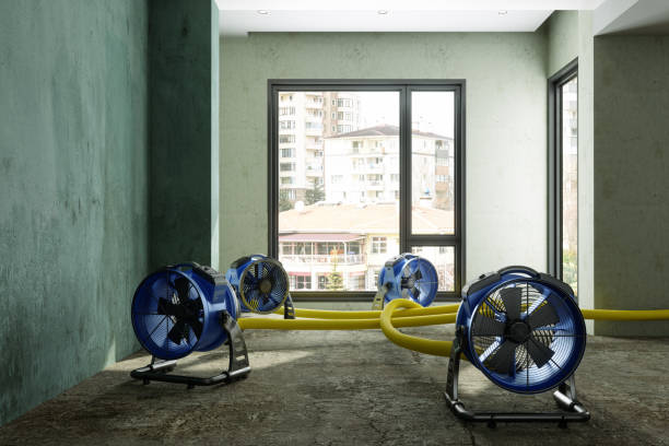 Best Professional water damage repair  in Cadott, WI